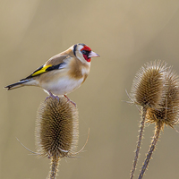 Buy canvas prints of  Goldfinch in amongst the teasles by Andrew Haynes