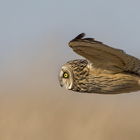 Buy canvas prints of Short Eared Owl by Andrew Haynes