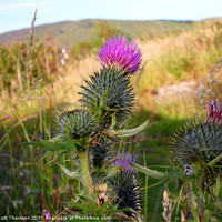 Buy canvas prints of Sunset Thistle by Scott Thomson