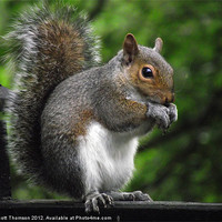 Buy canvas prints of Squirrel by Scott Thomson