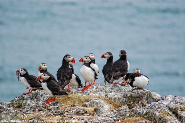 Isle of May Puffin Party Picture Board by Corinne Mills