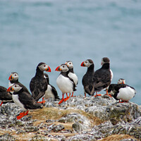 Buy canvas prints of Isle of May Puffin Party by Corinne Mills
