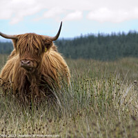 Buy canvas prints of HIghland Cow at Loch Turret by Corinne Mills