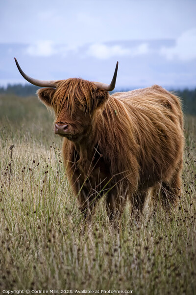 HIghland Cow at Loch Turret Picture Board by Corinne Mills