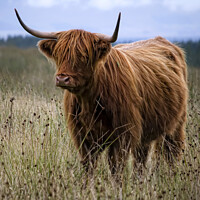 Buy canvas prints of HIghland Cow at Loch Turret by Corinne Mills
