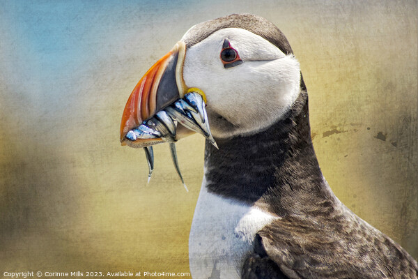 Puffin and sand eels Picture Board by Corinne Mills