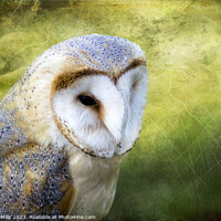 Buy canvas prints of Barn Owl by Corinne Mills