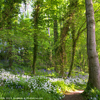 Buy canvas prints of Wild garlic and bluebells in the wood by Corinne Mills
