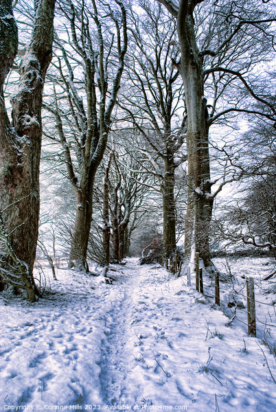 Snowy woodland path Picture Board by Corinne Mills