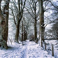 Buy canvas prints of Snowy woodland path by Corinne Mills