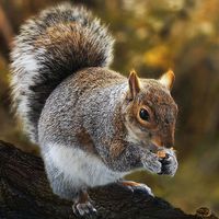 Buy canvas prints of Squirrel retreat by Valerie Anne Kelly