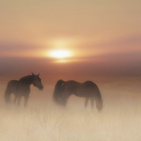 Buy canvas prints of Horses in a misty dawn by Valerie Anne Kelly