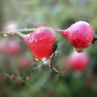 Buy canvas prints of Rosehip syrup by Valerie Anne Kelly