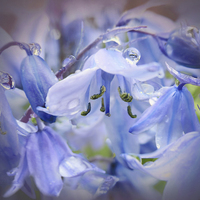 Buy canvas prints of Bluebell glade by Valerie Anne Kelly