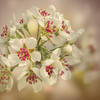 Buy canvas prints of Pear blossom by Valerie Anne Kelly