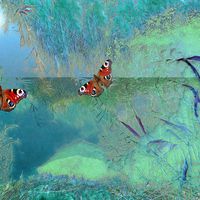 Buy canvas prints of The pond by Valerie Anne Kelly