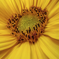 Buy canvas prints of  Sunflower heart by Valerie Anne Kelly