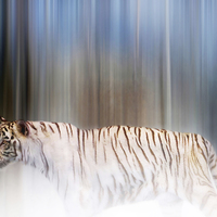 Buy canvas prints of Tiger in the mist by Valerie Anne Kelly