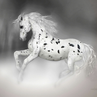 Buy canvas prints of The Appaloosa by Valerie Anne Kelly