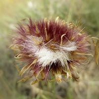 Buy canvas prints of  Star Thistle by Valerie Anne Kelly