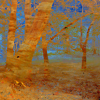 Buy canvas prints of The Beech Wood by Valerie Anne Kelly