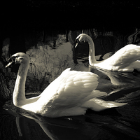 Buy canvas prints of PAIRED SWANS by paul barton