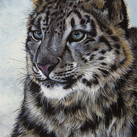 Buy canvas prints of Snow Leopard by Katherine Booth - Jones