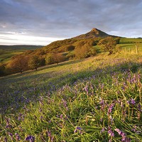 Buy canvas prints of Roseberry by paula smith
