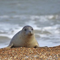 Buy canvas prints of Horsey Seal by paula smith