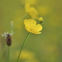 Buy canvas prints of Buttercups by paula smith