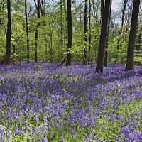 Buy canvas prints of  Bluebell Wood by paula smith