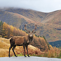 Buy canvas prints of Monarch of the Glen by paula smith