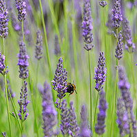 Buy canvas prints of Lavender by paula smith