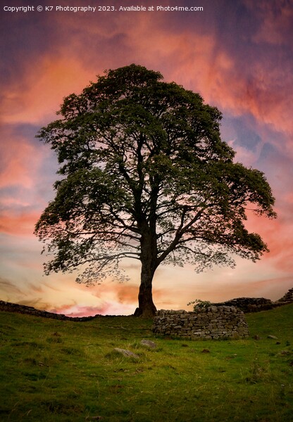 Sycamore Gap Tree  Picture Board by K7 Photography