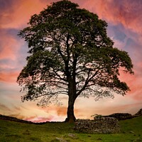 Buy canvas prints of Sycamore Gap Tree  by K7 Photography