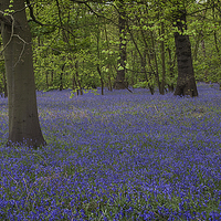 Buy canvas prints of Enchanted Bluebell Wonderland by K7 Photography
