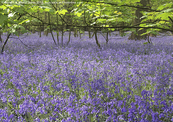 Enchanted Bluebell Forest Picture Board by K7 Photography