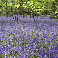 Buy canvas prints of Enchanted Bluebell Forest by K7 Photography