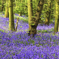 Buy canvas prints of Enchanting Bluebell Woods by K7 Photography