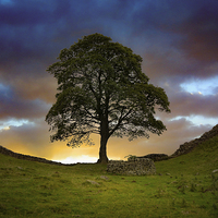 Buy canvas prints of  The Sycamore Gap by K7 Photography