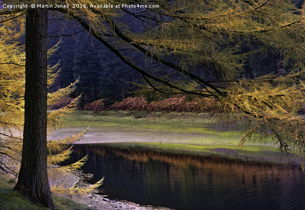 Larch Trees Awash in Autumnal Hues Picture Board by K7 Photography