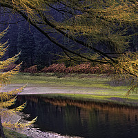 Buy canvas prints of Larch Trees Awash in Autumnal Hues by K7 Photography