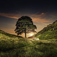 Buy canvas prints of The Sycamore Gap by K7 Photography