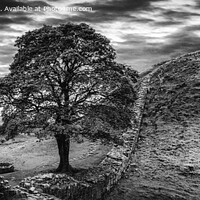 Buy canvas prints of Sycamore Gap Hadrian's Wall, Iconic Northumberland by K7 Photography