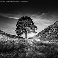 Buy canvas prints of Sycamore Gap, Hadrians Wall, Iconic Northumberland by K7 Photography
