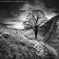 Buy canvas prints of Sycamore Gap, Hadrians Wall, Northumberland by K7 Photography