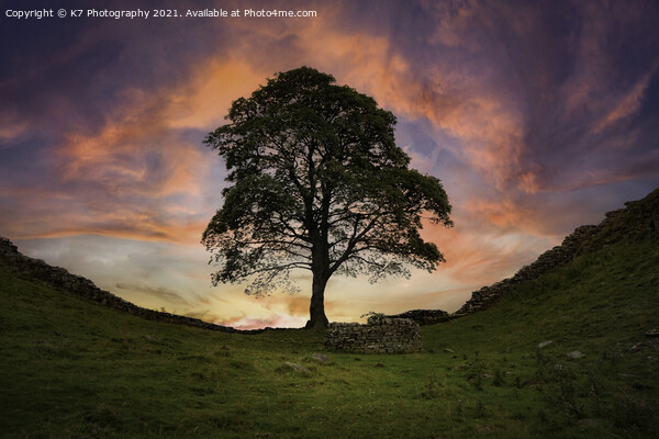 The Majestic Sycamore Gap Picture Board by K7 Photography