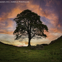 Buy canvas prints of The Majestic Sycamore Gap by K7 Photography