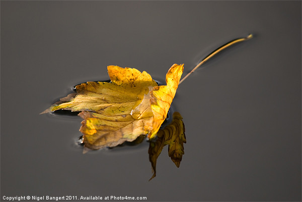 Floating Leaf Picture Board by Nigel Bangert