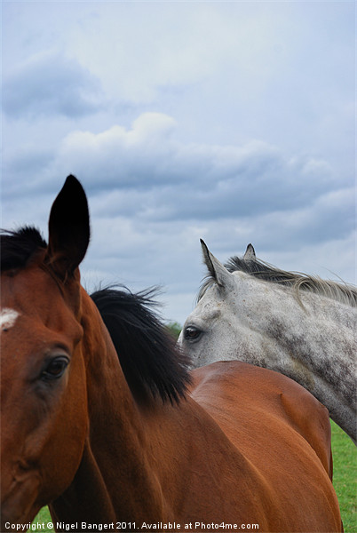 Horses Heads Picture Board by Nigel Bangert